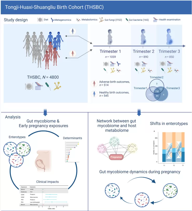 Figure 1. Study workflow for profiling the gut fungi during pregnancy and exploring its relationship with hos